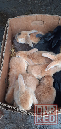 Продам кроликов породы французский баран Луганск - изображение 6