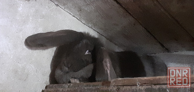 Продам кроликов породы французский баран Луганск - изображение 3