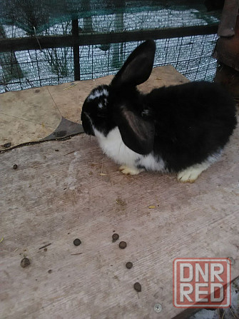 Продам кроликов породы французский баран Луганск - изображение 4