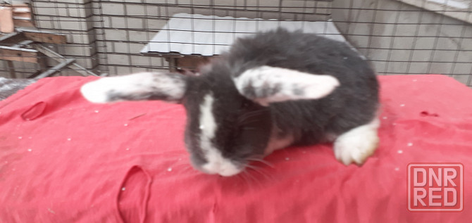 Продам кроликов породы французский баран Луганск - изображение 1