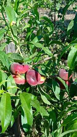 Дача Мариуполь Мариуполь