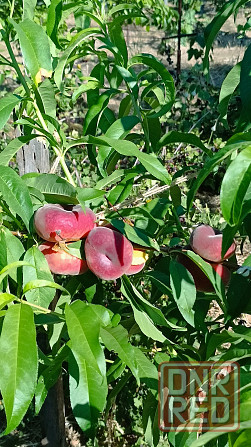 Дача Мариуполь Мариуполь - изображение 8