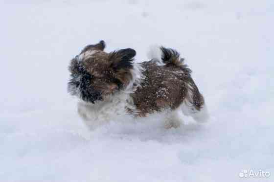 Щенки Ши-тцу мальчики и девочки Донецк
