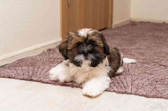 Щенки Ши-тцу мальчики и девочки Донецк