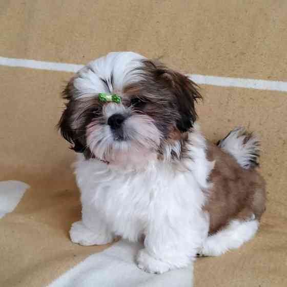 Щенки Ши-тцу мальчики и девочки Донецк