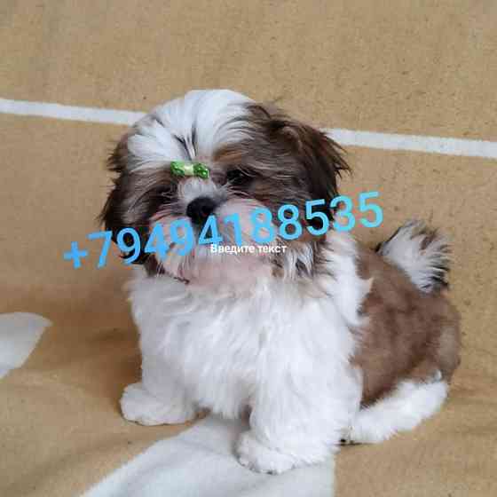 Щенки Ши-тцу мальчики и девочки Донецк