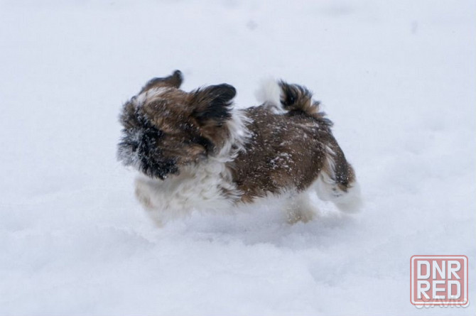 Щенки Ши-тцу мальчики и девочки Донецк - изображение 2
