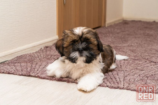 Щенки Ши-тцу мальчики и девочки Донецк - изображение 4