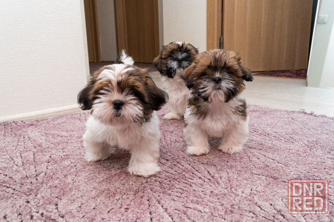 Щенки Ши-тцу мальчики и девочки Донецк - изображение 3
