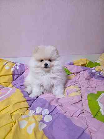 Померанский шпиц Донецк