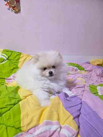 Померанский шпиц Донецк