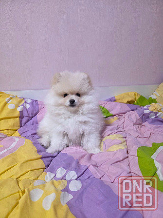 Померанский шпиц Донецк - изображение 4