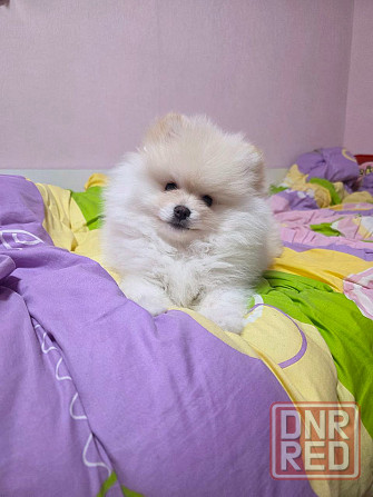 Померанский шпиц Донецк - изображение 1