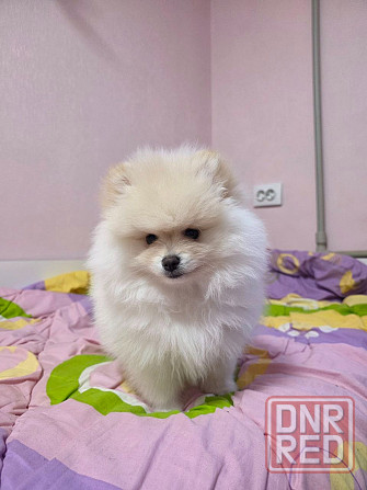 Померанский шпиц Донецк - изображение 3