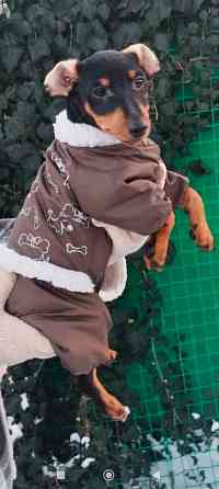 Чистокровный!!! цвергпинчер щенок 3 месяца Донецк