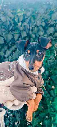 Чистокровный!!! цвергпинчер щенок 3 месяца Донецк