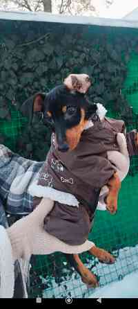 Чистокровный!!! цвергпинчер щенок 3 месяца Донецк