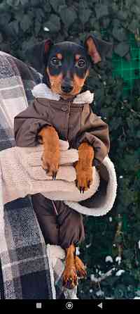 Чистокровный!!! цвергпинчер щенок 3 месяца Донецк