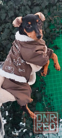 Чистокровный!!! цвергпинчер щенок 3 месяца Донецк - изображение 3