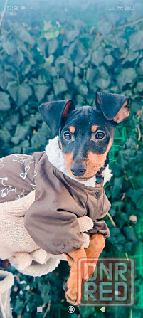 Чистокровный!!! цвергпинчер щенок 3 месяца Донецк - изображение 4