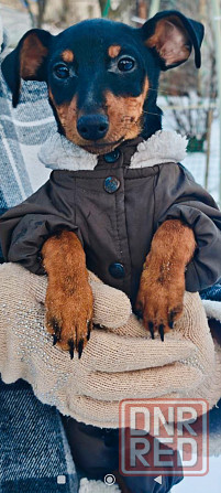 Чистокровный!!! цвергпинчер щенок 3 месяца Донецк - изображение 6