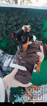 Чистокровный!!! цвергпинчер щенок 3 месяца Донецк - изображение 2