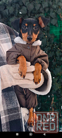 Чистокровный!!! цвергпинчер щенок 3 месяца Донецк - изображение 5