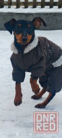 Чистокровный!!! цвергпинчер щенок 3 месяца Донецк - изображение 7