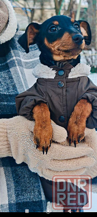 Чистокровный!!! цвергпинчер щенок 3 месяца Донецк - изображение 1