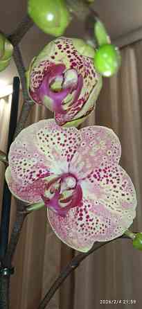 Орхидеи Донецк