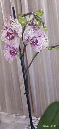 Орхидеи Донецк