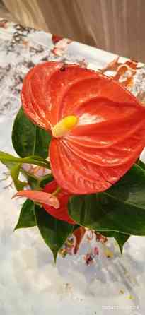 Комнатные цветы от 600 руб.. Орхидеи, фаленопсис, антуриум, каланхоэ, каланхое, замиокулькас. Донецк