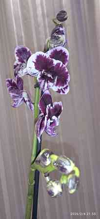 Орхидеи Донецк