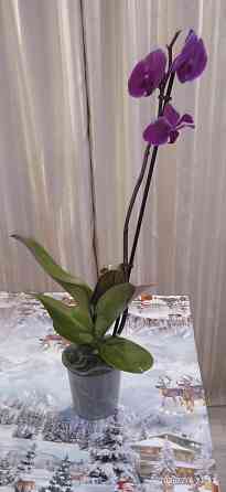 Орхидеи Донецк
