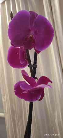 Орхидеи Донецк