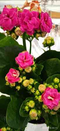 Комнатные цветы от 600 руб.. Орхидеи, фаленопсис, антуриум, каланхоэ, каланхое, замиокулькас. Донецк