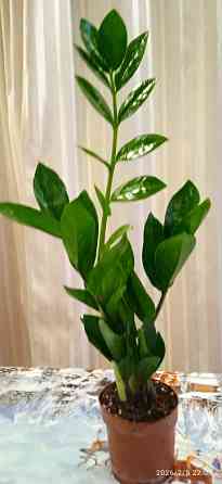 Комнатные цветы от 600 руб.. Орхидеи, фаленопсис, антуриум, каланхоэ, каланхое, замиокулькас. Донецк