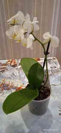 Комнатные цветы от 600 руб.. Орхидеи, фаленопсис, антуриум, каланхоэ, каланхое, замиокулькас. Донецк