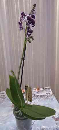 Орхидеи Донецк