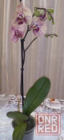 Орхидеи Донецк - изображение 7
