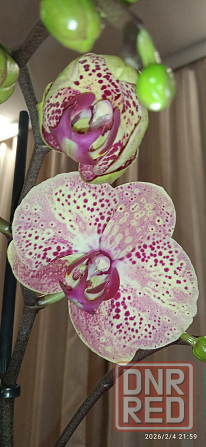 Орхидеи Донецк - изображение 6
