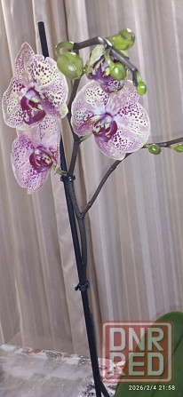 Орхидеи Донецк - изображение 5