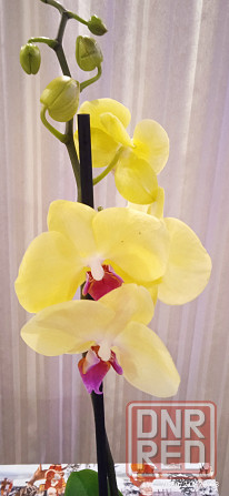 Орхидеи Донецк - изображение 8