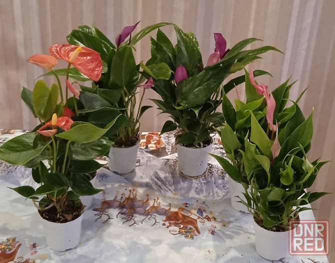 Комнатные цветы от 600 руб.. Орхидеи, фаленопсис, антуриум, каланхоэ, каланхое, замиокулькас. Донецк - изображение 4