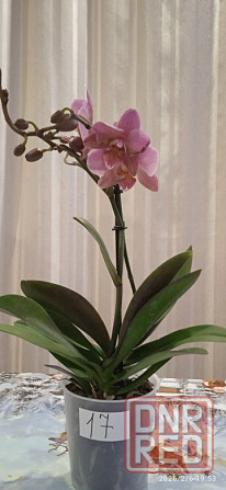 Комнатные цветы от 600 руб.. Орхидеи, фаленопсис, антуриум, каланхоэ, каланхое, замиокулькас. Донецк - изображение 7