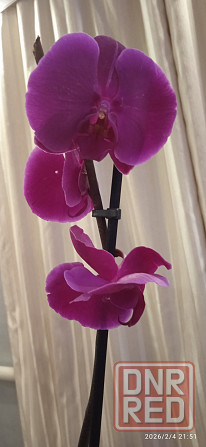 Орхидеи Донецк - изображение 1