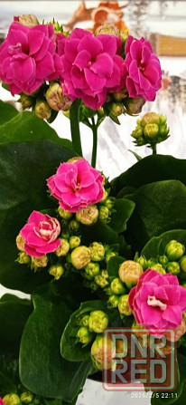 Комнатные цветы от 600 руб.. Орхидеи, фаленопсис, антуриум, каланхоэ, каланхое, замиокулькас. Донецк - изображение 2