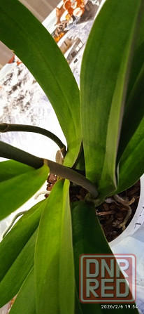 Комнатные цветы от 600 руб.. Орхидеи, фаленопсис, антуриум, каланхоэ, каланхое, замиокулькас. Донецк - изображение 8