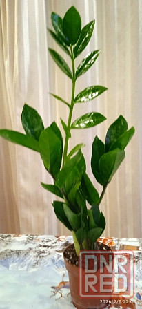 Комнатные цветы от 600 руб.. Орхидеи, фаленопсис, антуриум, каланхоэ, каланхое, замиокулькас. Донецк - изображение 3