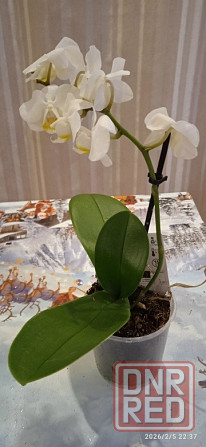 Комнатные цветы от 600 руб.. Орхидеи, фаленопсис, антуриум, каланхоэ, каланхое, замиокулькас. Донецк - изображение 6